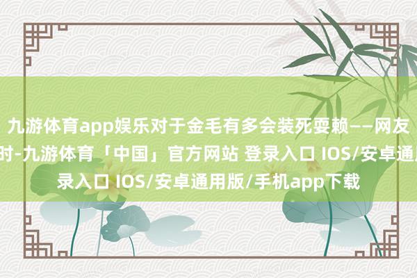 九游体育app娱乐对于金毛有多会装死耍赖——网友准备去房间里责任时-九游体育「中国」官方网站 登录入口 IOS/安卓通用版/手机app下载